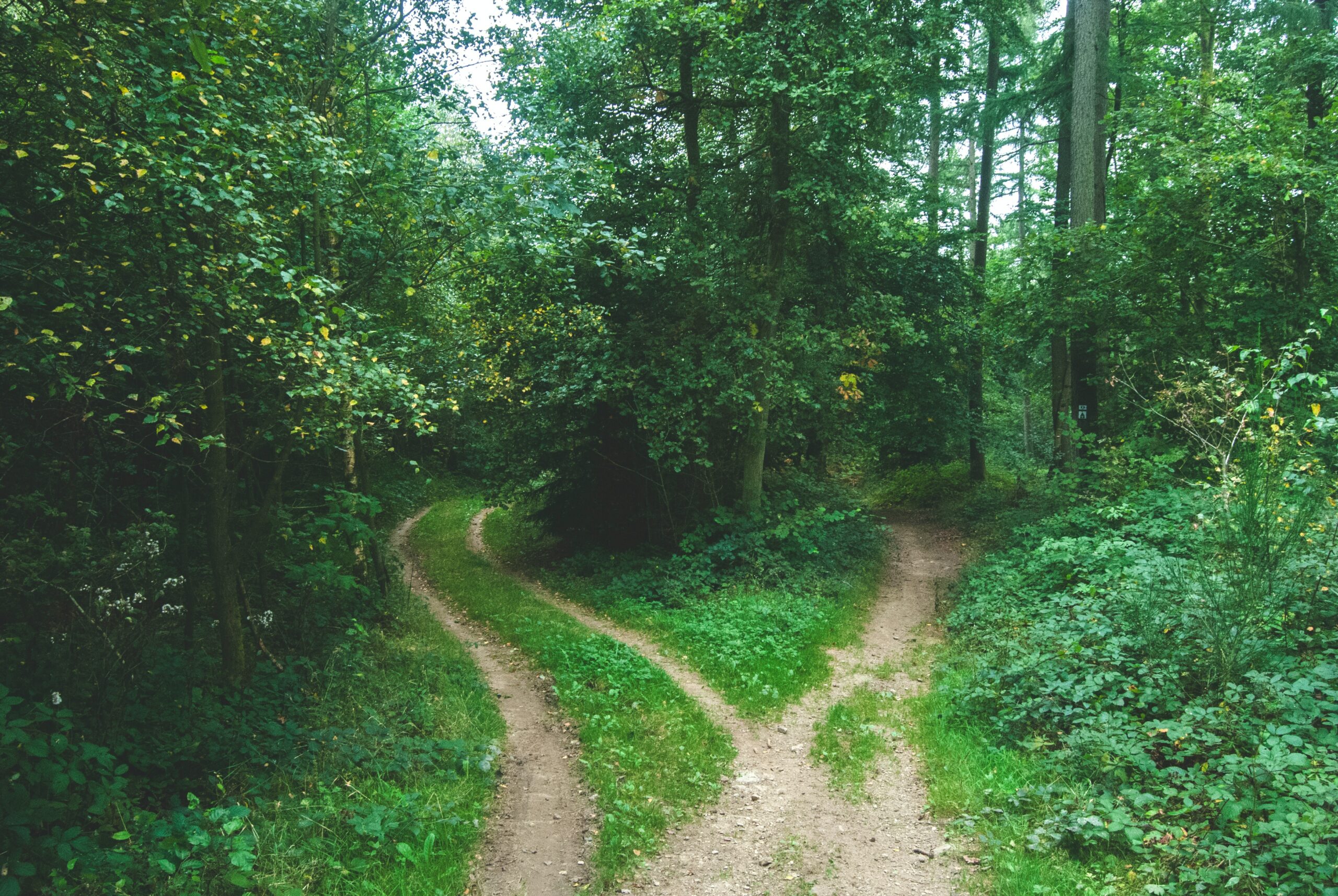 Exploring Dividend Potential: Key Factors in Angel Investment Decision-Making